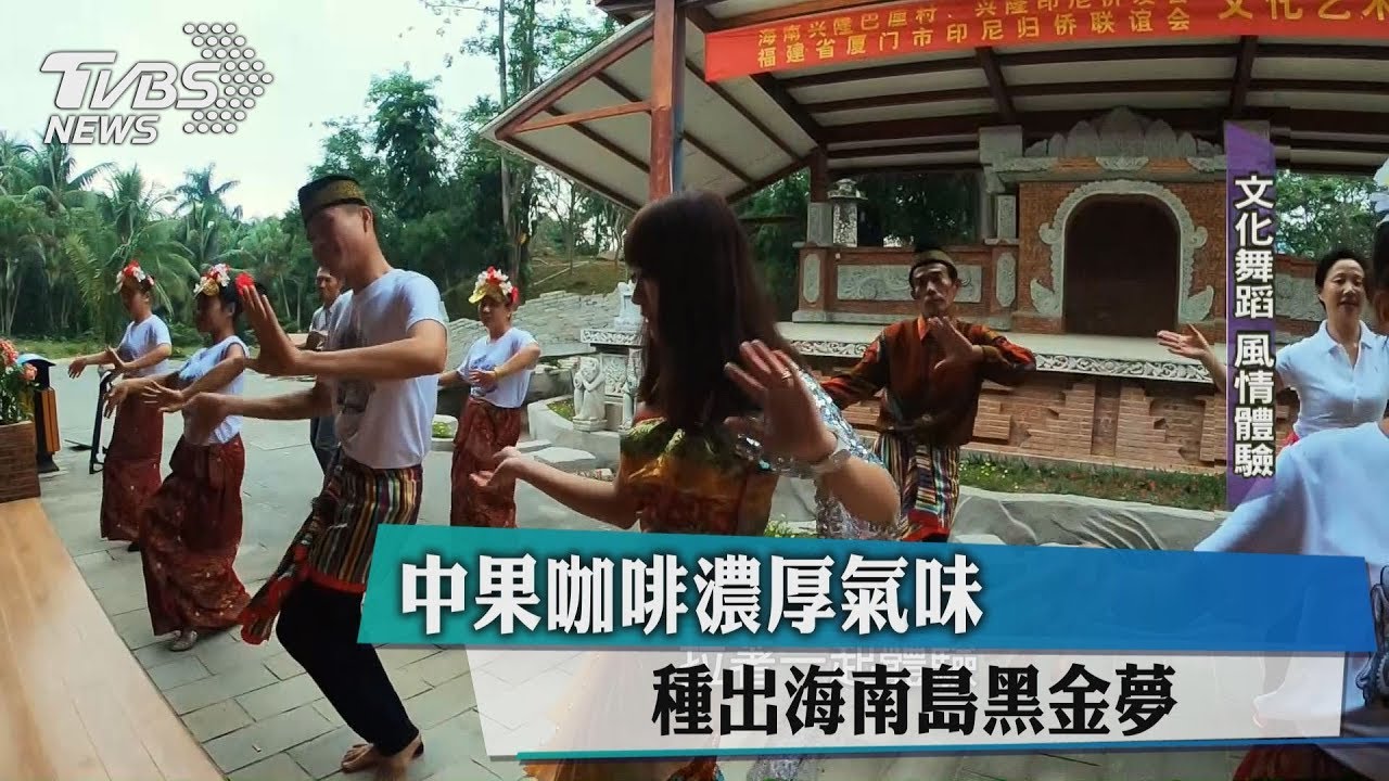 中果咖啡濃厚氣味 種出海南島黑金夢