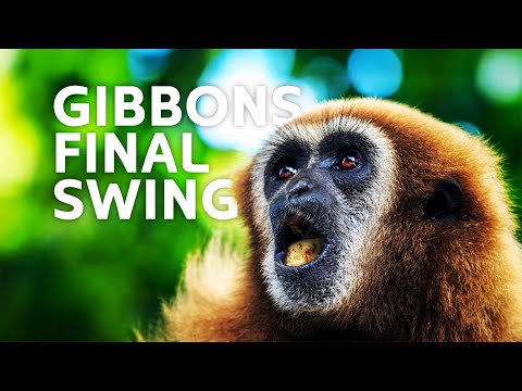 Gibbons on the Brink: The Fight to Save Asia’s Acrobatic Apes
