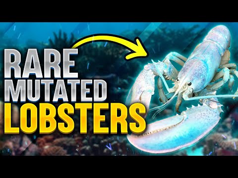 RARE MUTATED LOBSTERS EVER |  Top 10 Coolest Stuff