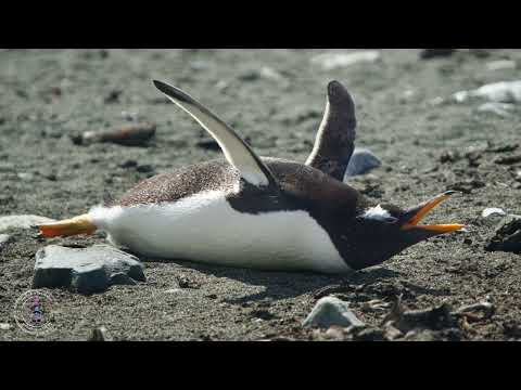 PONANT: Wildlife of the Subantarctic: Sea elephants, King, Gentoo & Royal Penguins (part 3) Ponant