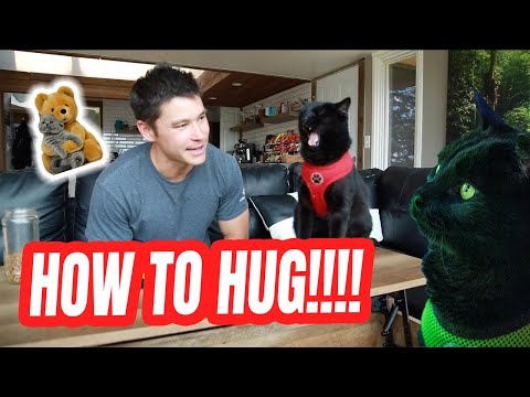 TEACH YOUR CAT HOW TO HUG #1