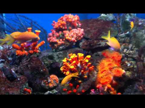 会計学科 ユーチューブyoutube.comが名古屋港水族館になった！感動のイルカや魚たち！税理士木村勝則の独り言！経営革新等支援機関近畿財務経済産業局認定木村勝則税理士事務所滋賀県高島市安曇川町