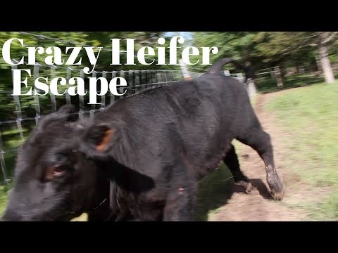 Crazy Wild Heifer Tried to Run Over Me and Escaped!