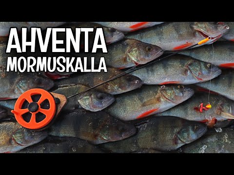 LÄHES SATA AHVENTA PARISSA TUNNISSA - KEMPELEENLAHELLA OLI KALA OTILLAAN!
