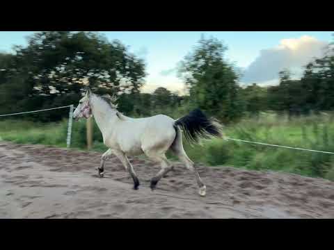 Flashy buckskin jumping yearling Connie x 138 - Image 2