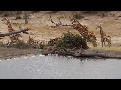 Djuma: Group of seven Giraffes - 13:08 - 10/01/19