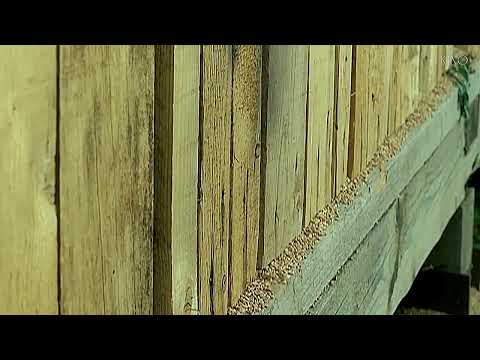 Alenka Gotar - Cvet Z Juga