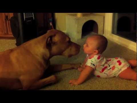 Este pitbull adora a su pequeño dueño