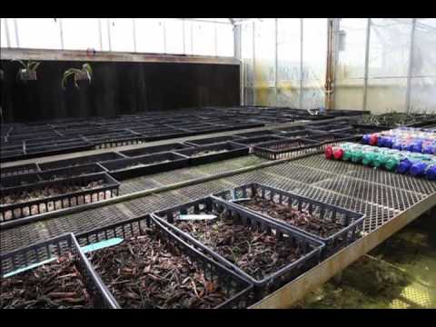 Project to Save Endangered Orchids Blossoms in Florida