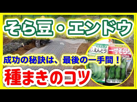 豆はいつ蒔くの？どうやって ？どの野菜と一緒に？リーダーに従う ！  庭園