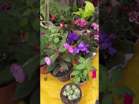 A feira de Belém de Maria-PE tem de tudo!