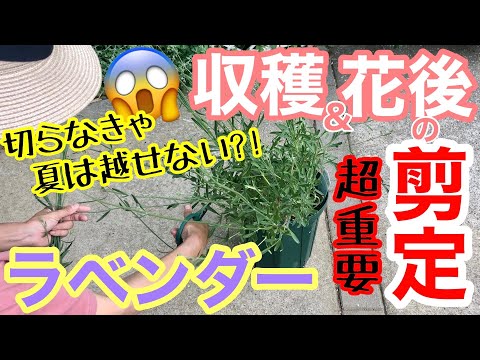 冬の終わりにラベンダーの剪定をすべきですか?簡単なメンテナンスのヒントに従ってください。  庭園