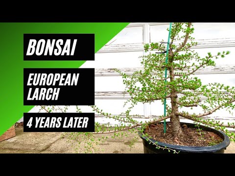 Bonsai - European Larch - 4 years later