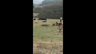 Goat jumps, crowd stunned