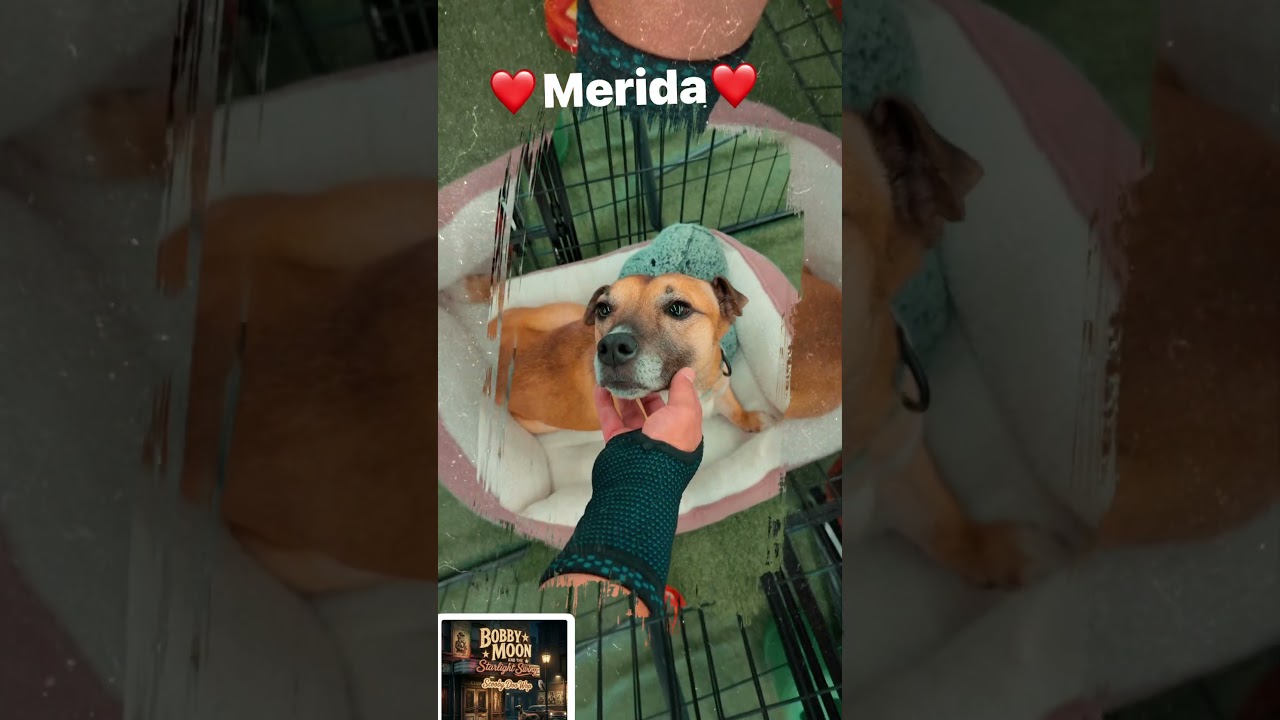 Enlarge Merida, a Adoptable mixed breed in San Jacinto, CA video 6/6