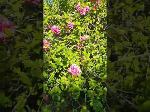 Theodora in another tree