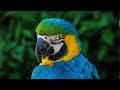 Blue And Gold Macaw Blue And Gold Macaw Sounds Blue And Gold Macaw Calls