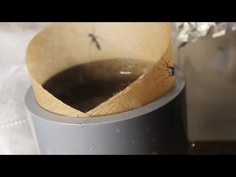 蚊はどのように繁殖するのでしょうか?