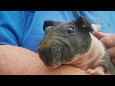 Skinny Pig Sunday by Cavy Corner Guinea Pig Rescue UK