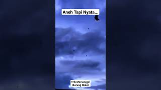 Download lagu Trik Baru memanggil burung walet mp3 Download lagu Trik Baru memanggil burung walet mp3