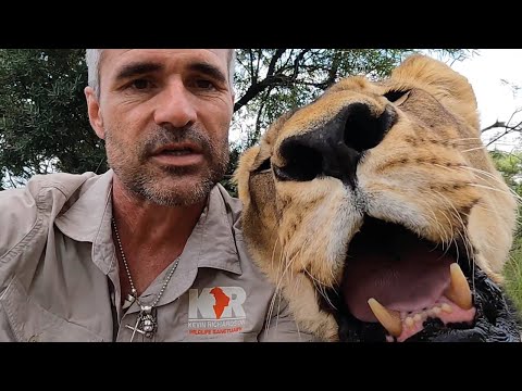 Marvellous Meg the Lioness | The Lion Whisperer