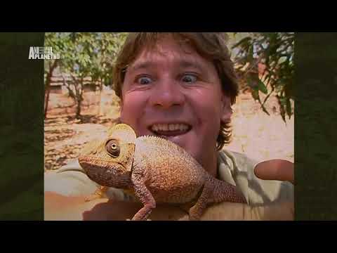The Crocodile Hunter - Best Of Steve Irwin - S01 E04