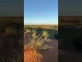 Kalahari Desert Landscape Shorts