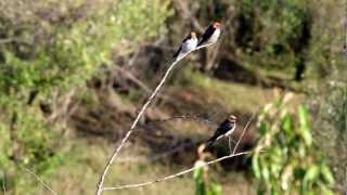 The Wire-tailed Swallow! Three swallows on a branch together.