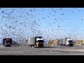 Photo Slideshow International Barcelona Pigeon Race 2013