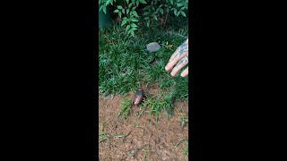 Download lagu need to know if Brazilian creator @davenatuu ever caught this giant bug… #stressful #bugging mp3 Download lagu need to know if Brazilian creator @davenatuu ever caught this giant bug… #stressful #bugging mp3