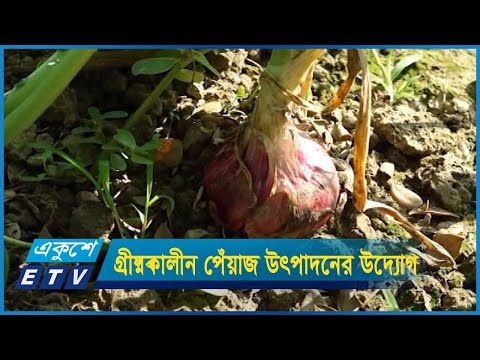 চট্টগ্রামে গ্রীষ্মকালীন পেঁয়াজ উৎপাদনের উদ্যোগ