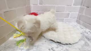 ハーフ犬の動画01