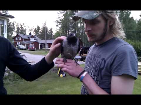 kråkattack Sjulsmark