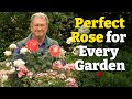 How To Choose The Perfect Rose For Your Garden My Top 7 Tried And Tested Varieties