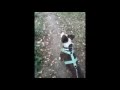Doggits In The 90s
