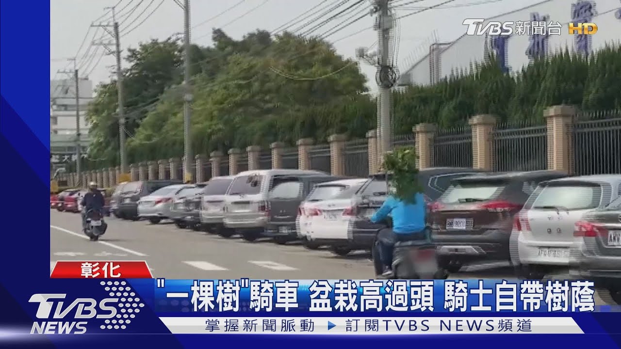 「一棵樹」騎車 盆栽高過頭!騎士自帶樹蔭