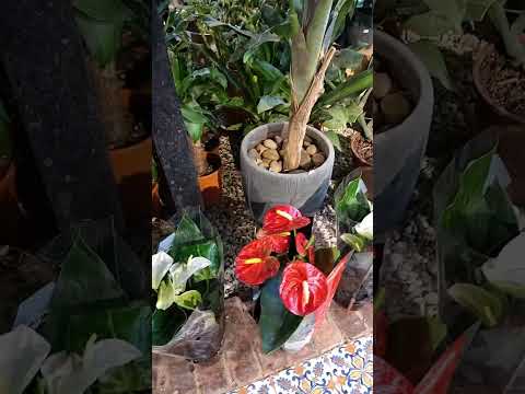 Flowering Plants in Unaizah#garden #flowersgarden #ornamentalplants #landscaping #ksa #flowers