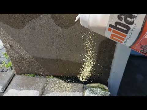 Ants Trailing from Underneath the Brick Pavers in Colts Neck, NJ