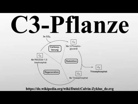 C3-Pflanze