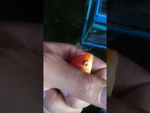 5 และโรคสะเก็ดเงิน bitsillin การรักษาหนังสือ Pagano ของโรคสะเก็ดเงิน