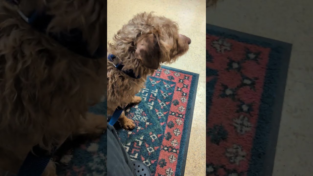 Diesel, a ADOPTABLE Labradoodle in Cedars, PA video 1/2