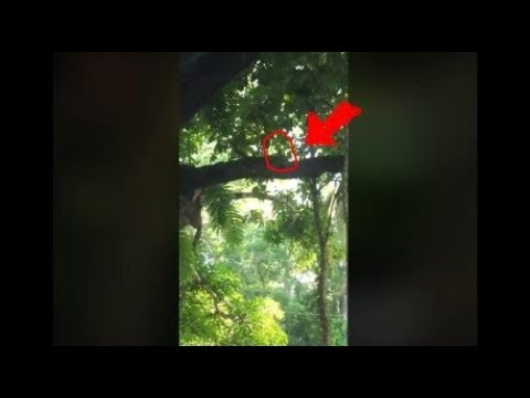 Dwarf Caught on camera in the Philippines