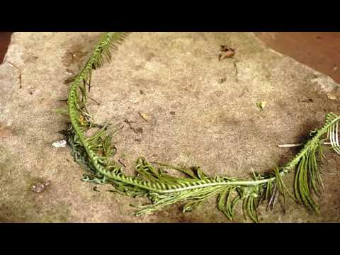 Hobart Current: Liberty 2021 - Nadege Philipe-Janon - artist vlog 2