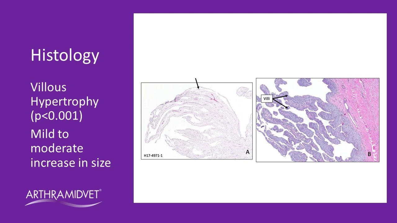 Histologic & Cytologic Changes in Normal Equine Joints Following Injection w 2 5% iPAAG