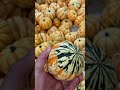 Carvers Apple Orchard Cosby Tennessee