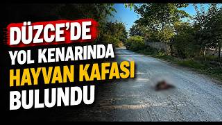  Düzcede Yol Kenarında Hayvan Kafası Bulundu