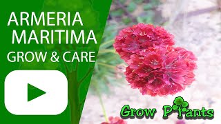 Armeria maritima – grow & care (Beautiful Sea thrift flowers)