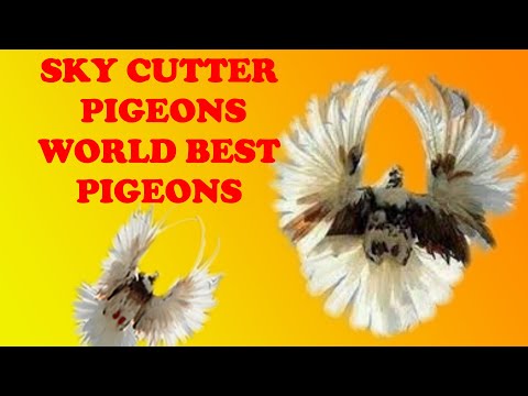 Polish Orlik high flying pigeon