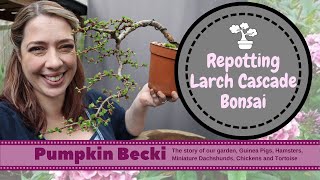 Bonsai Repotting Season - Japanese Larch Cascade