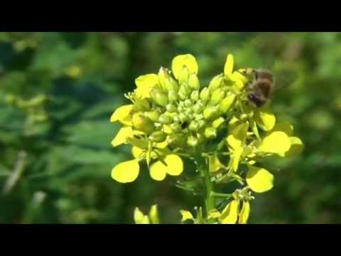 Olej nawilżający włosy Olejek ylang-ylang włosy przed wypadnięciem
